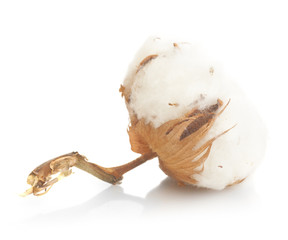Cotton plant