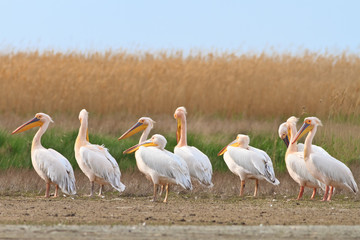 white pelican (pelecanus onocrotalus)