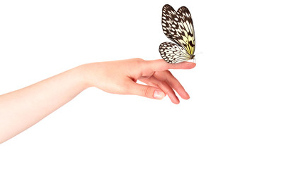 Fototapeta premium butterfly on woman's hand. In motion