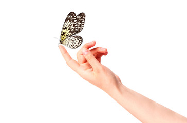 Fototapeta premium butterfly on woman's hand. In motion
