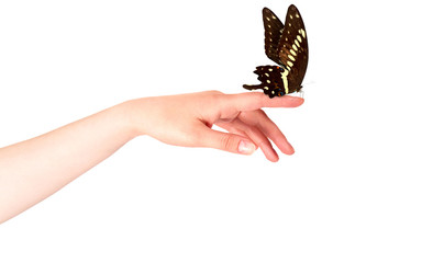 butterfly on woman's hand. In motion