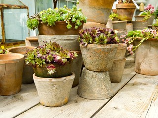 Flower pots in clay with flowering stonecrop plants.