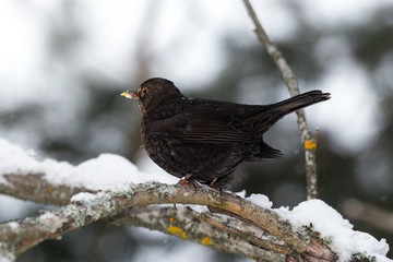 Common Blackbird in a winter setting