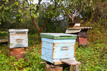 bee hive in  garden