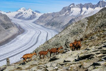 Mountain goat on a background of the glacier aletchs