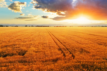 Wheat field