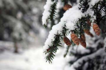 pine cone on tree