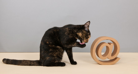 Tortoiseshell cat with at sigh