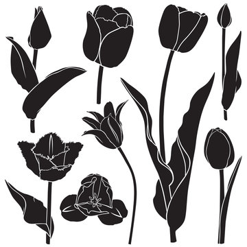 Tulips silhouette set