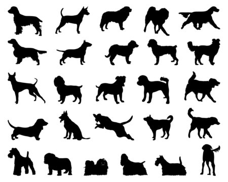 Download 3 117 Best Poodle Silhouette Images Stock Photos Vectors Adobe Stock