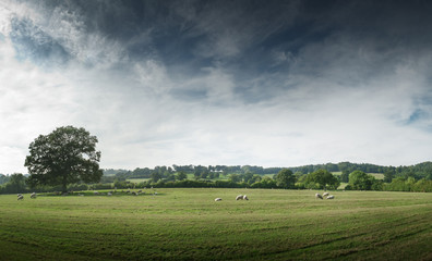 Fototapeta na wymiar Widok na okolicę, w Anglii