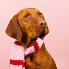 Hungarian or Magyar Vizsla in winter