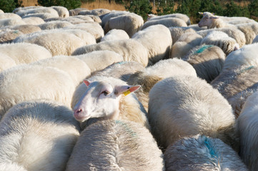 Fototapeta premium Sheep in Holland
