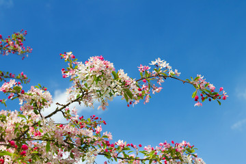 blossom tree