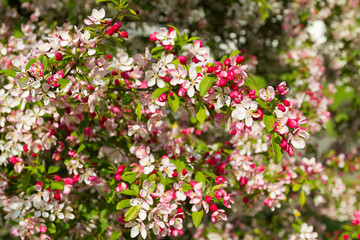 blossom tree