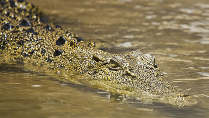 Fototapeta premium Saltwater crocodile swimming