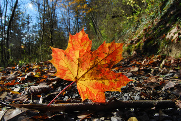 maple leave