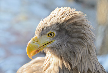 White-tailed Eagle