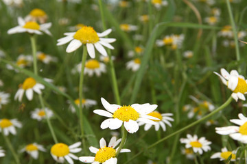 chamomile