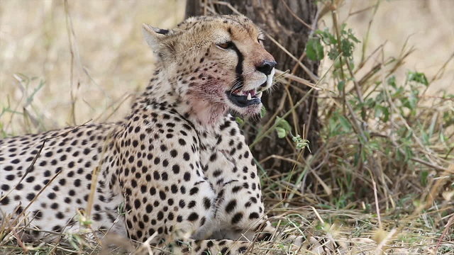 Cheetah after meal