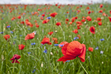 Obraz premium Red poppy's field. Taken on May in Ukraine