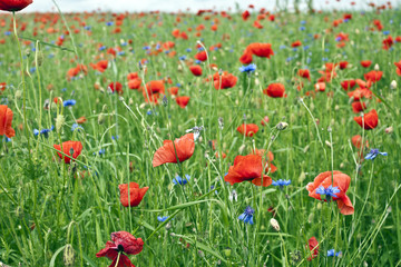 Obraz premium Red poppy's field. Taken on May in Ukraine