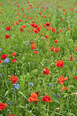 Red poppy's field. Taken on May in Ukraine