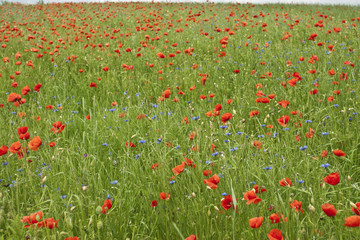 Fototapeta premium Red poppy's field. Taken on May in Ukraine