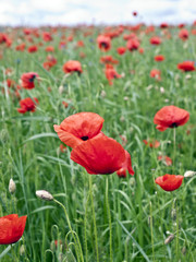 Red poppy's field. Taken on May in Ukraine