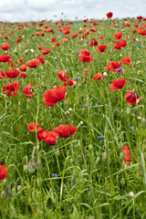 Red poppy's field. Taken on May in Ukraine