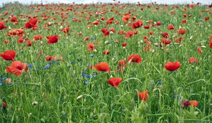 Red poppy's field. Taken on May in Ukraine