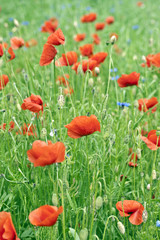 Red poppy's field. Taken on May in Ukraine