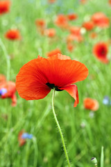 Red poppy's field. Taken on May in Ukraine