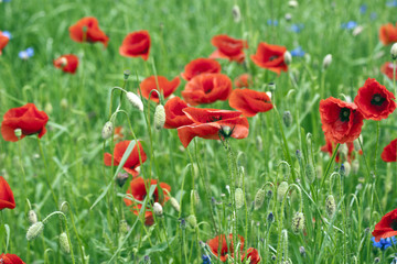 Fototapeta premium Red poppy's field. Taken on May in Ukraine