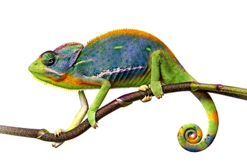 Peel and stick wall murals Chameleon chameleon