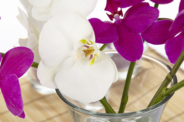 Weiße und lilafarbene Orchideen - Close Up