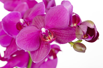 Naklejka na ściany i meble Lilafarbene Orchidee - Close Up