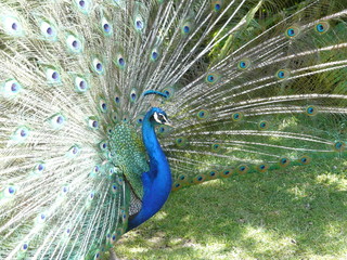 Obraz premium Peacock displaying his brilliantly colored tail feathers