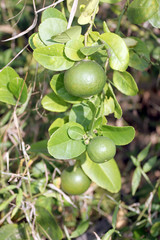 Green lemon on tree.