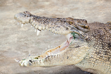 crocodile