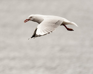 seagull flying