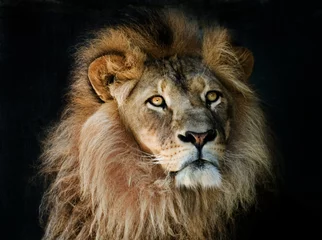 Plaid avec motif Lion proud male