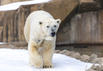 Polar Bear - Ursus maritimus