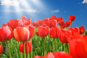 Poster de jardin Tulipe Field of red tulips with blue sky and starburst sun
