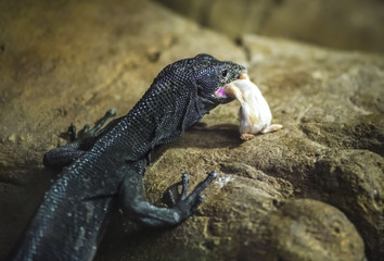Black Tree Monitor holding mouse in its mouth