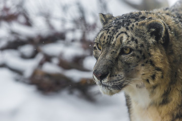 Snow Leopard