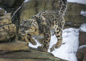 Snow Leopard