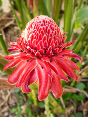 torch ginger