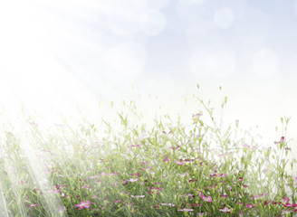 Beautiful flowers field