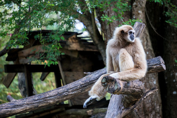 Obraz premium gibbon monkey sit on tree branch